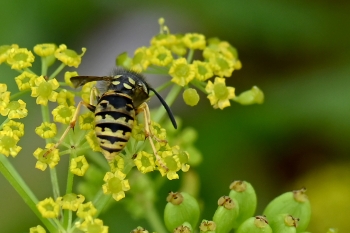 Vespula spec. 02