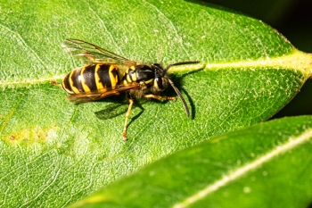 Vespula spec. 03