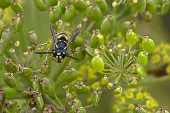 Vespula vulgaris