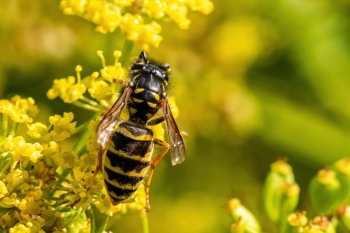 Vespula vulgaris