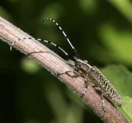 Agapanthia viloseviridiscens