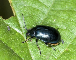 Agelastica alni