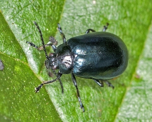 Agelastica alni