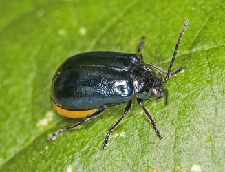 Agelastica alni