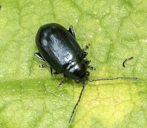 Agelastica alni