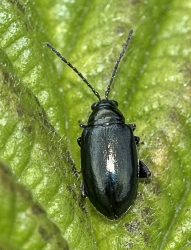 Agelastica alni