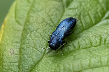 Agrilus cyanescens