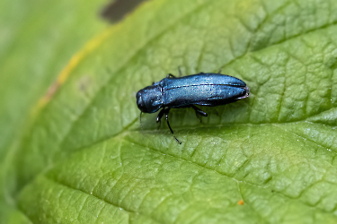 Agrilus cyanescens