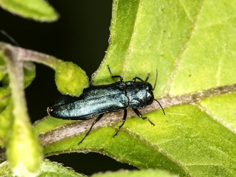 Agrilus sp