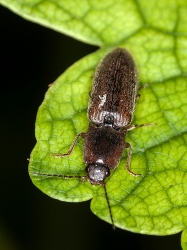 Agriotes lineatus