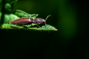 Agriotes lineatus