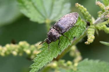 Agrypnus murinus