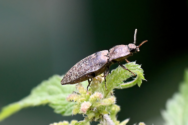 Agrypnus murinus