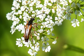 Alosterna tabacicolor