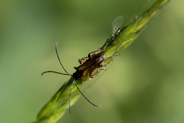 Alosterna tabacicolor