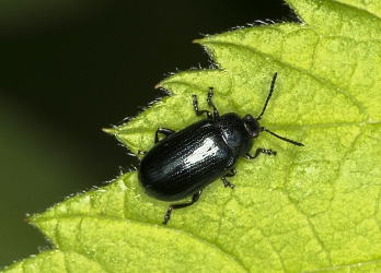 Altica sp