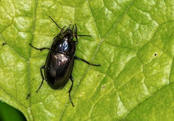 Amara sp