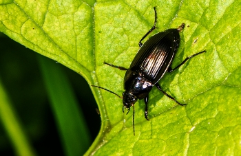 Amara sp