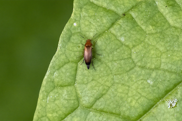 Anaspis flava