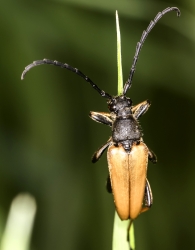 Anastrangalia sanguinolenta