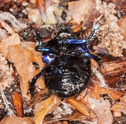 Anoplotrupes stercorosus