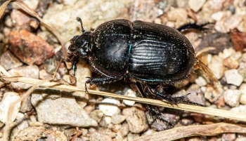 Anoplotrupes stercorosus