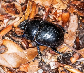 Anoplotrupes stercorosus