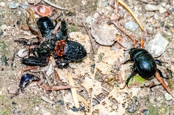 Anotroplotrupes stercorosus