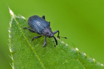 Anthonomus rubi