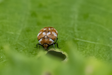 Anthrenus verbasci