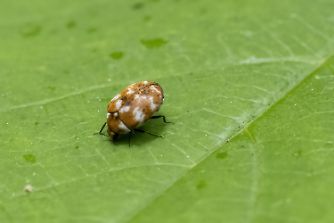 Anthrenus verbasci