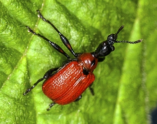 Apoderus coryli