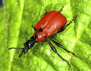 Apoderus coryli