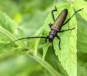 Aromia moschata