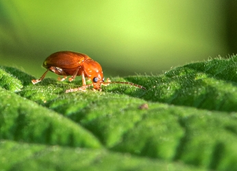 Asiorestia sp