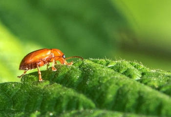 Asiorestia sp