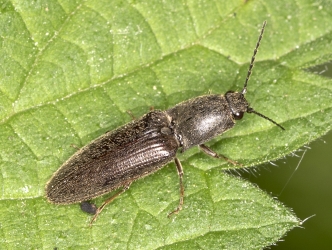 Athous haemorrhoidalis