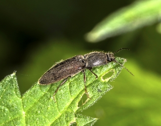 Athous haemorrhoidalis