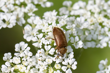 Byturus ochraceus