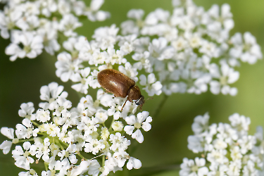 Byturus ochraceus