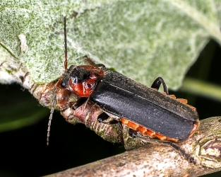 Cantharis fusca