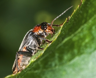 Cantharis fusca