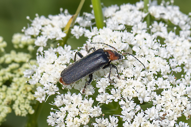 Cantharis fusca