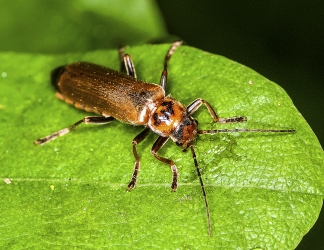 Cantharis livida