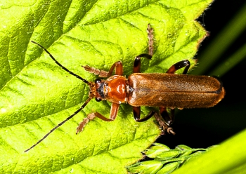 Cantharis livida