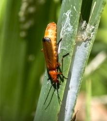 Cantharis livida