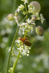 Cantharis livida