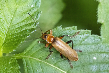 Cantharis livida