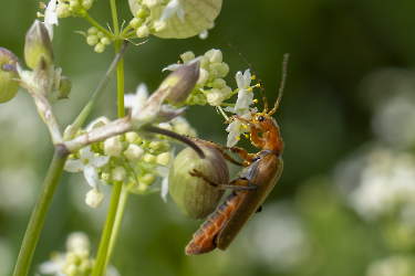 Cantharis livida