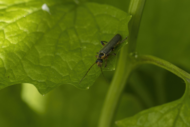 Cantharis nigricans